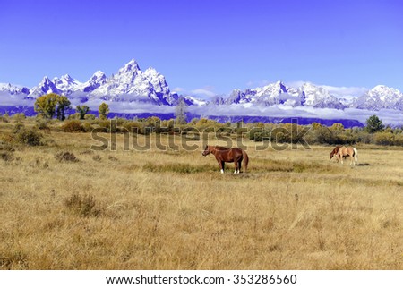 Horse feeding in Rocky Mountains with alpine scenic background