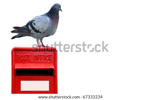 Wood pigeon standing on a bright red post box