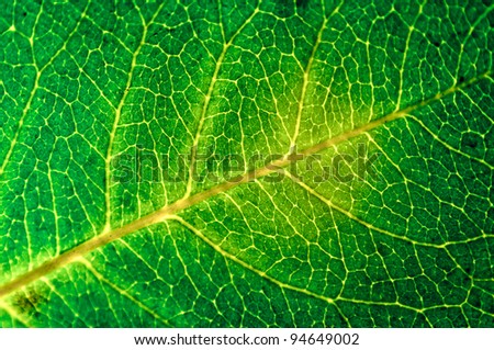 Leaf Texture Background