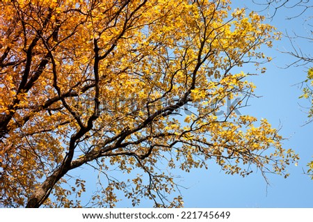 Autumn background. Tree on blue sky with golden leaves in autumn. Beautiful colorful autumn leaves.