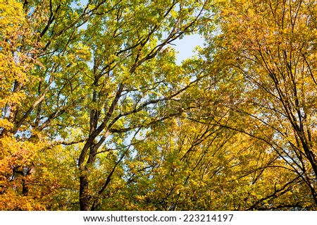 Autumn forest background. Forest trees with golden leaves in autumn. Beautiful colorful autumn leaves landscape.