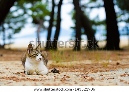 Cat on the beach. Onigashima(ogreÃ¢Â?Â?s island), Japan