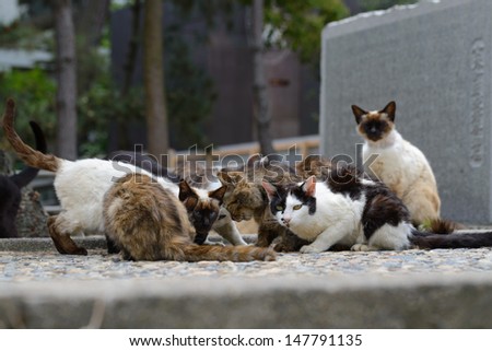 cats meeting. megishima. japan