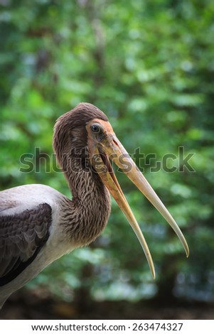 Malaysia- captured portrait of beautiful long bill storks with telephoto lens from long distance