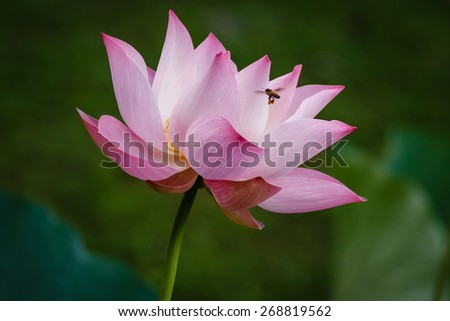 A Bee flying to Pink Lotus Flower. The Bee finds flower based on aroma of flower