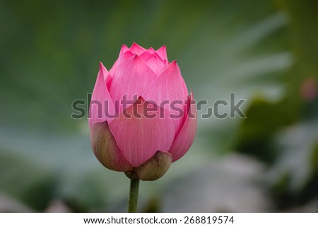 Flower buds yet to bloom into a full-size pink lotus flower. The leaf forms the green background.