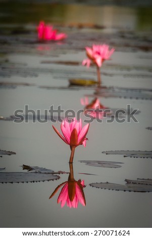 Beautiful Water Lily Reflected On Water Surface