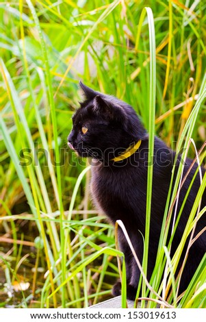 Black cat with yellow eyes sitting in the grass