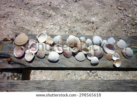 seashells lying on a wooden board on a background of beach sand