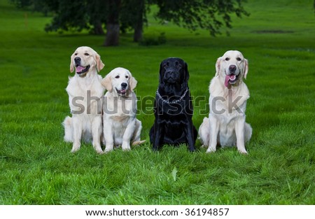 Three golden retriever and one labrador on green grass