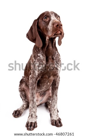 German Short-Haired Pointer german shorthaired pointer. German Short-Haired Pointer