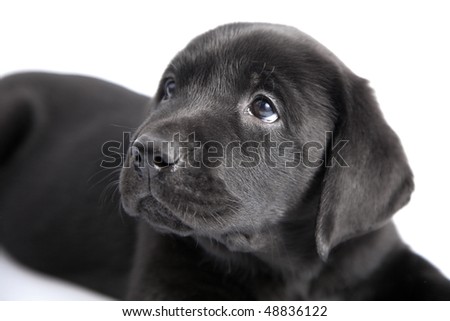 Black Dog Puppy