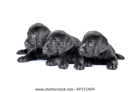 Three black lab puppies, two  months old.