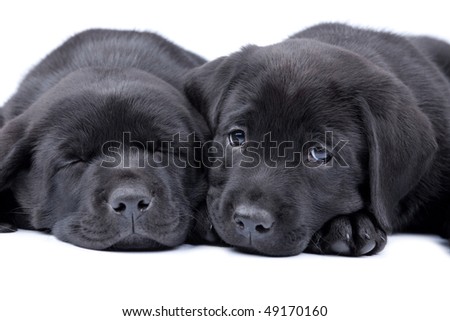 Black Puppies on Two Puppies Black Labrador Retriever One Sleeps Another Looks Stock