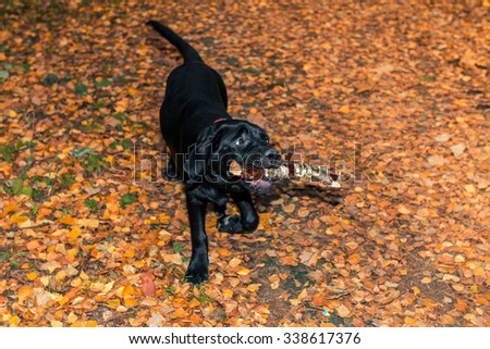Black labrador retriever puppy holding a stick in his mouth in the autumn forest on the background