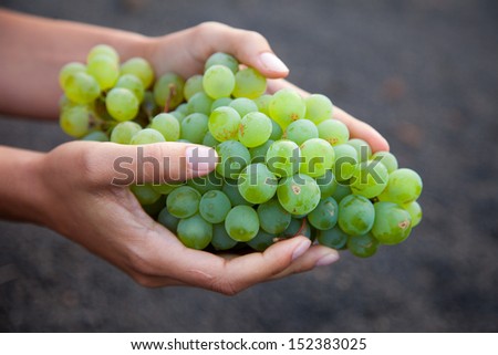 Wine grapes growing on the Canary Islands in Spain