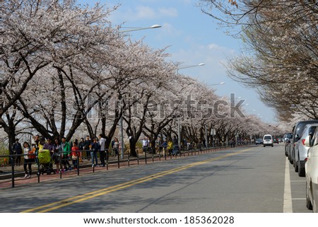 SEOUL, SOUTH KOREA  - MARCH 30, 2014:  Cherry blossom along Yeouiseo-ro road behind the National Assembly of South Korea  in Yeouido island, Seoul, on March 30, 2014.