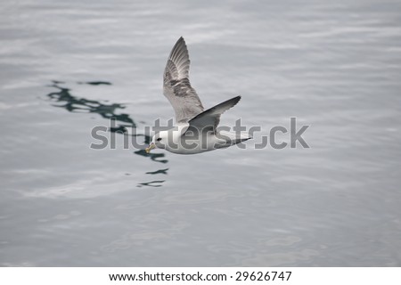gull to fly over the sea