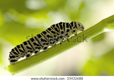 Monarch Caterpillar eating milkweed
