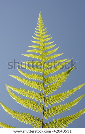 fern-leaf ,isolated on blue background