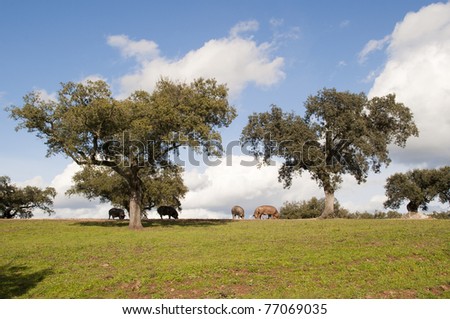 landscape in the field with pigs