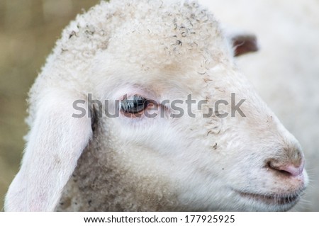 Close up of a Lamb\'s head