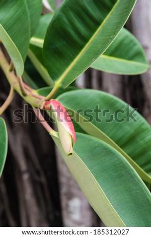 Close up of Tropical Plant