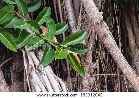 Close up of Tropical Plant