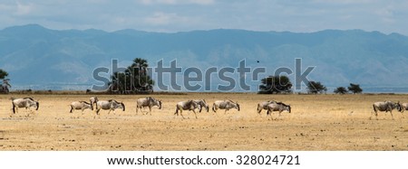 A panorama of a group of Blue Wildebeest or Gnu (Connochaetes taurinus) walking in a line,Tanzania,Africa
