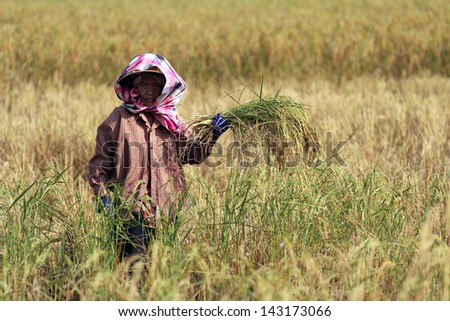 KHONKAEN, THAILAND - NOVEMBER 11 : An unidentified farmer is at work in traditional way of life at the harvest time in jasmine rice field on November 11, 2012 on Khonkaen, Thailand.