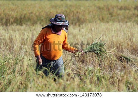 KHONKAEN, THAILAND - NOVEMBER 11 : An unidentified farmer is at work in traditional way of life at the harvest time in jasmine rice field on November 11, 2012 on Khonkaen, Thailand.