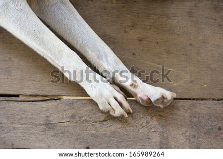 Dog feet on floor wood