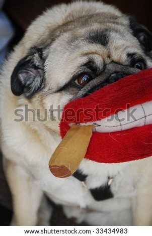 Dog with big lips smoking a cigar