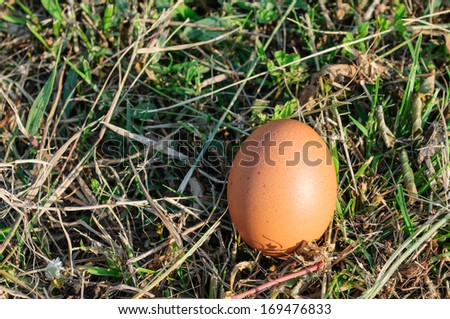 An egg on grass areas