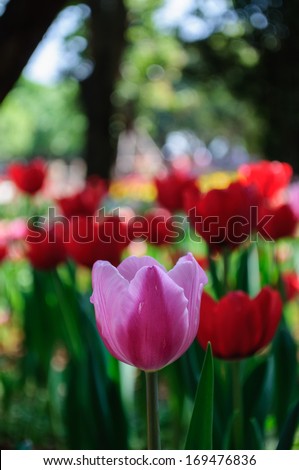 Pink Tulip with Red Tulips background
