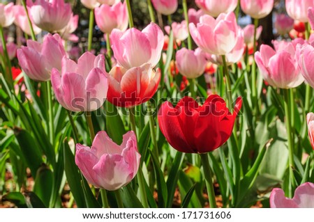 Red Tulip with Pink Tulips background