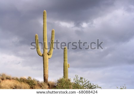 Saguaro cactus standing tall against stormy skies in the Sonoran Desert near Phoenix, Arizona