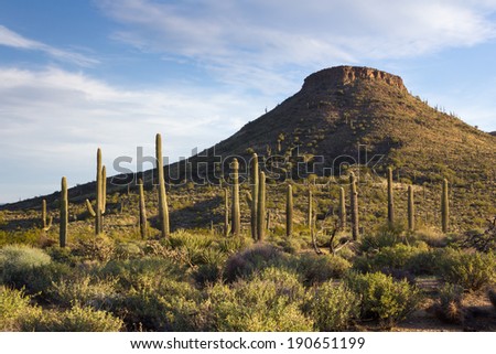 Morning desert scene in Arizona. Early morning light on saguaro cacti and a mountain peak in the Sonoran Desert near Phoenix, Arizona.
