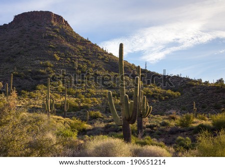 Arizona Desert in the Morning.  Mountainside and saguaro cacti light by the early morning sun in the Sonoran Desert near Phoenix, Arizona