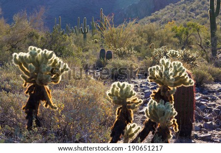 Morning desert scene in Arizona. Backlit cholla cacti and colorful ocotillo in the background of this scene in the Sonoran Desert near Phoenix, Arizona