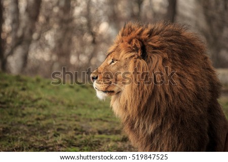 lion king in zoo
