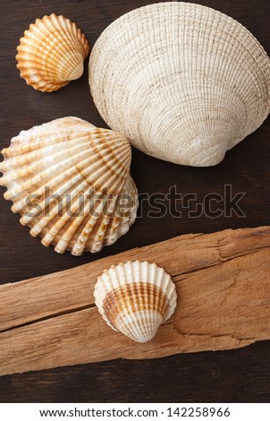 seashells and wood - souvenirs of summer vacations