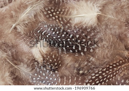Bright brown feather group