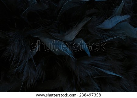 black feathers