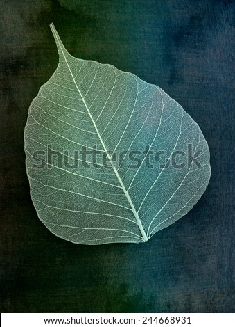 Decorative skeleton leaf isolated