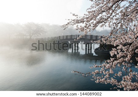Cherry tree and bridge in the fog.