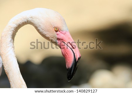 Head of a pink flamingo close up