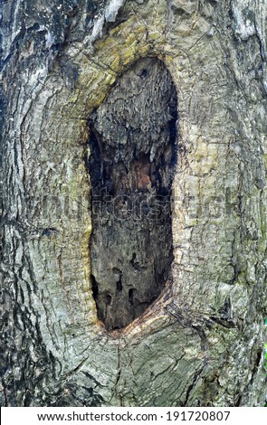 tree hole take insect