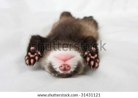 stock-photo-the-cub-of-a-polecat-sleeps-a-sweet-dream-31431121.jpg