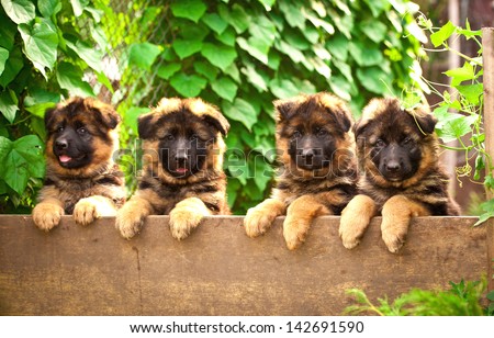Group Of Four German Shepherd Puppies In The Yard